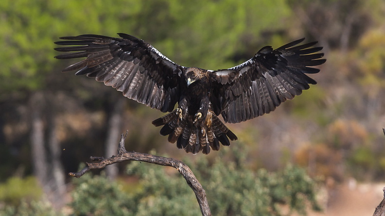 Spanish Imperial Eagle (Aquila adalberti), José Antonio Lagier Martin, 2015-10-08